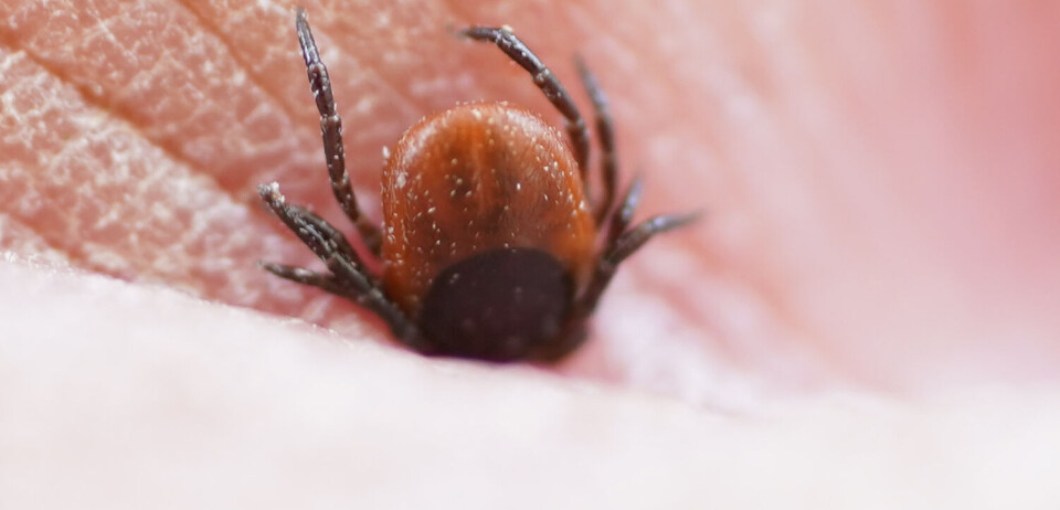 Danske forskere har utviklet enklere nevroborreliose-test