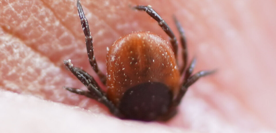 Danske forskere har utviklet enklere nevroborreliose-test