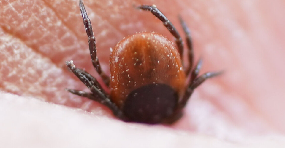 Danske forskere har utviklet enklere nevroborreliose-test
