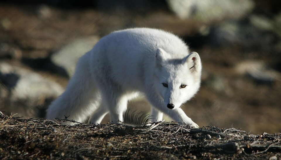 RABIESLIGNENDE SYMPTOMER: De syke fjellrevene ble meldt inn i slutten av juli. Det ble mistenkt rabies. Avbildet er en fjellrev med vinterpels på Dovrefjell i 2007. Arkivfoto: Gorm Kallestad/NTB